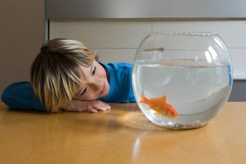bambino con pesce rosso
