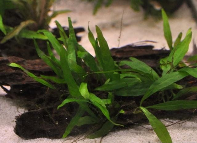 pianta in acquario