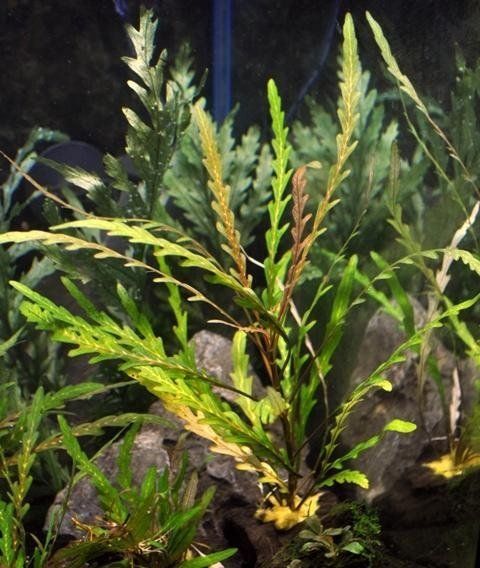 pianta per acquari