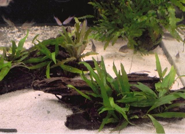 piante per acquario
