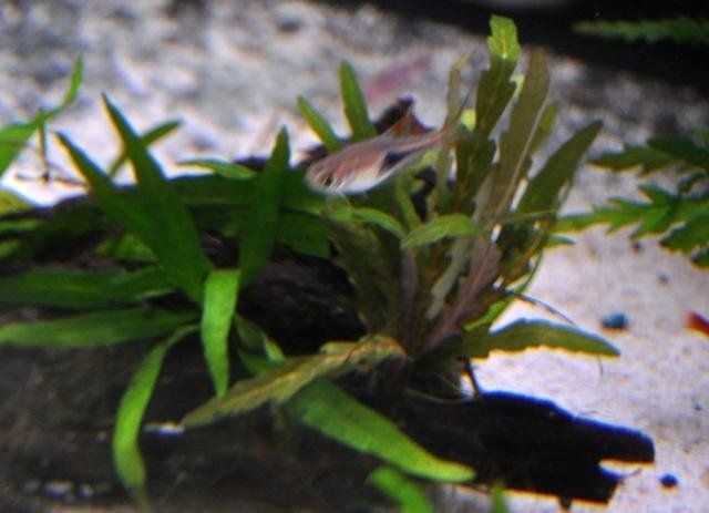 pianta acquatica