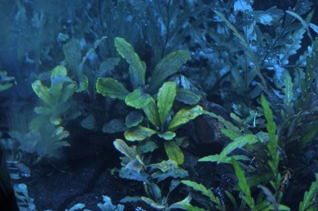 pianta per acquario marino