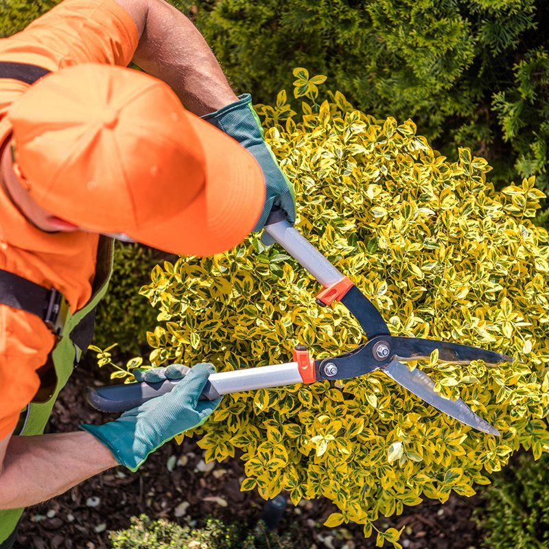 Gardener Trimming Plants — Watkinsville, GA — Four Seasons Lawn Maintenance