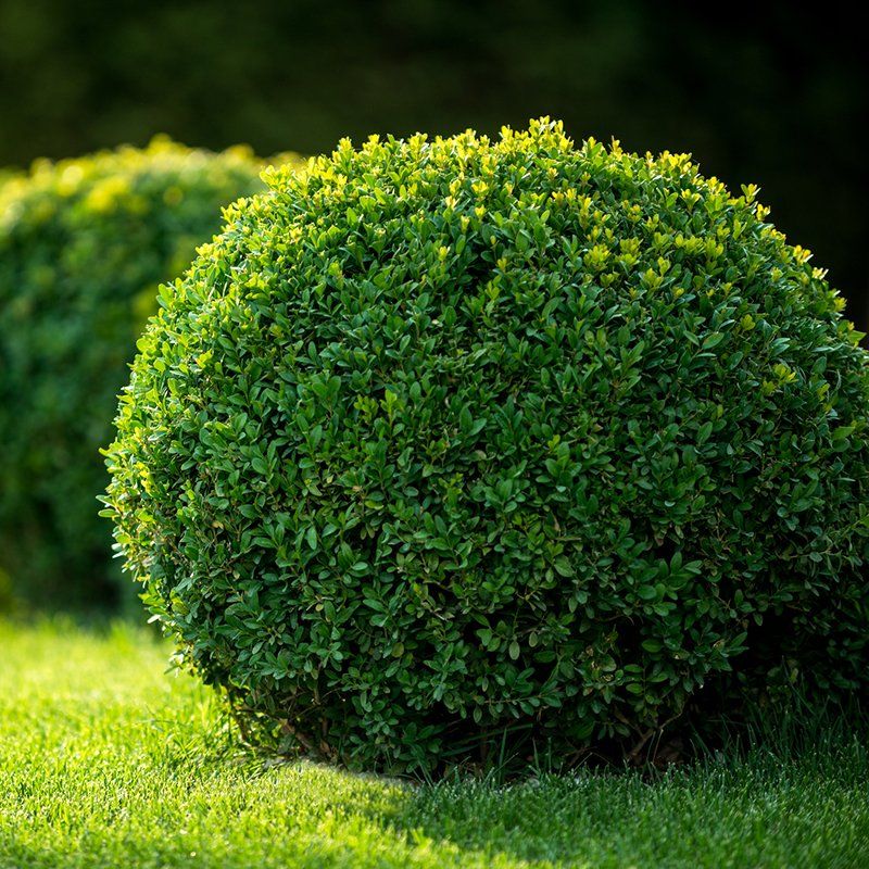 Trimmed Shrub — Watkinsville, GA — Four Seasons Lawn Maintenance Trimmed Shrub — Watkinsville, GA — Four Seasons Lawn Maintenance