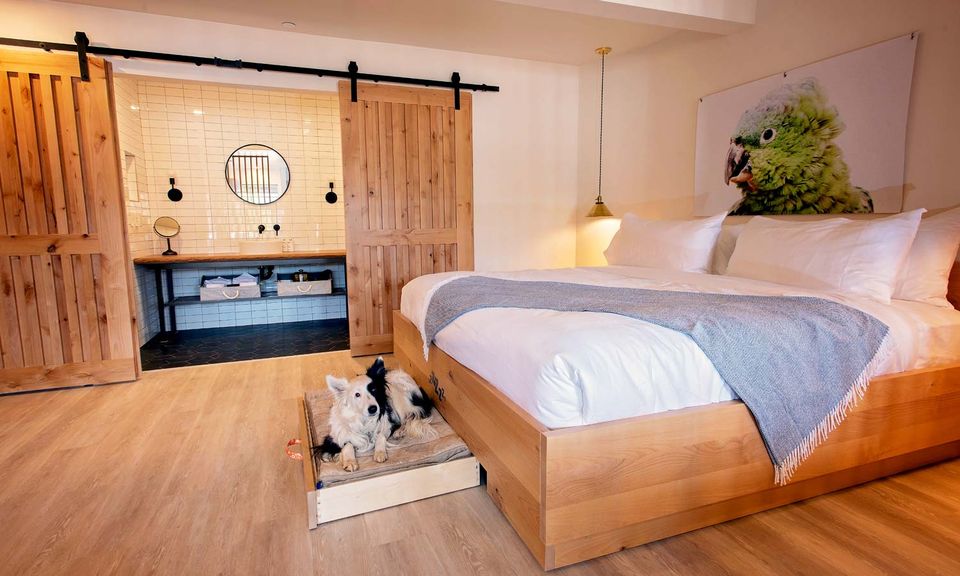 Pull-out dog bed