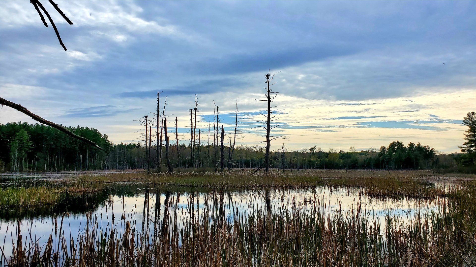 Danville NH's Historic Forests and Heron Rookeries