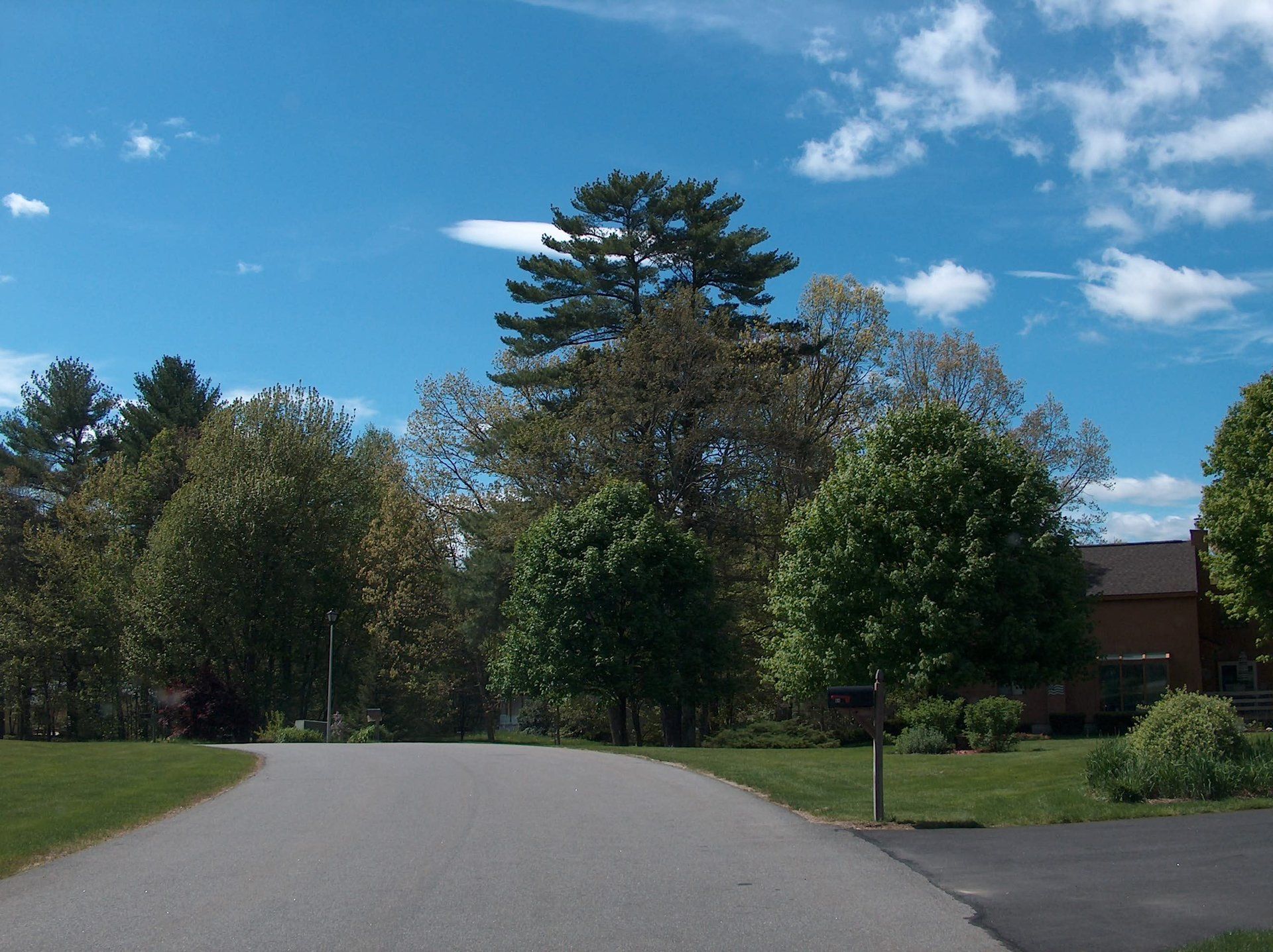 A driveway with trees on both sides and a house in the background