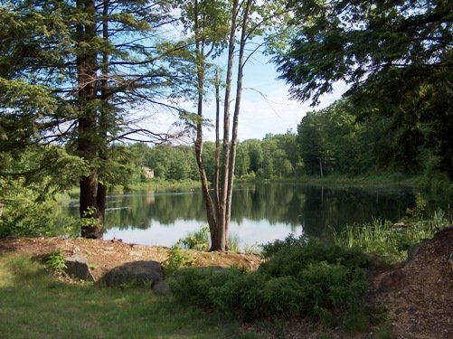 A lake surrounded by trees on a sunny day