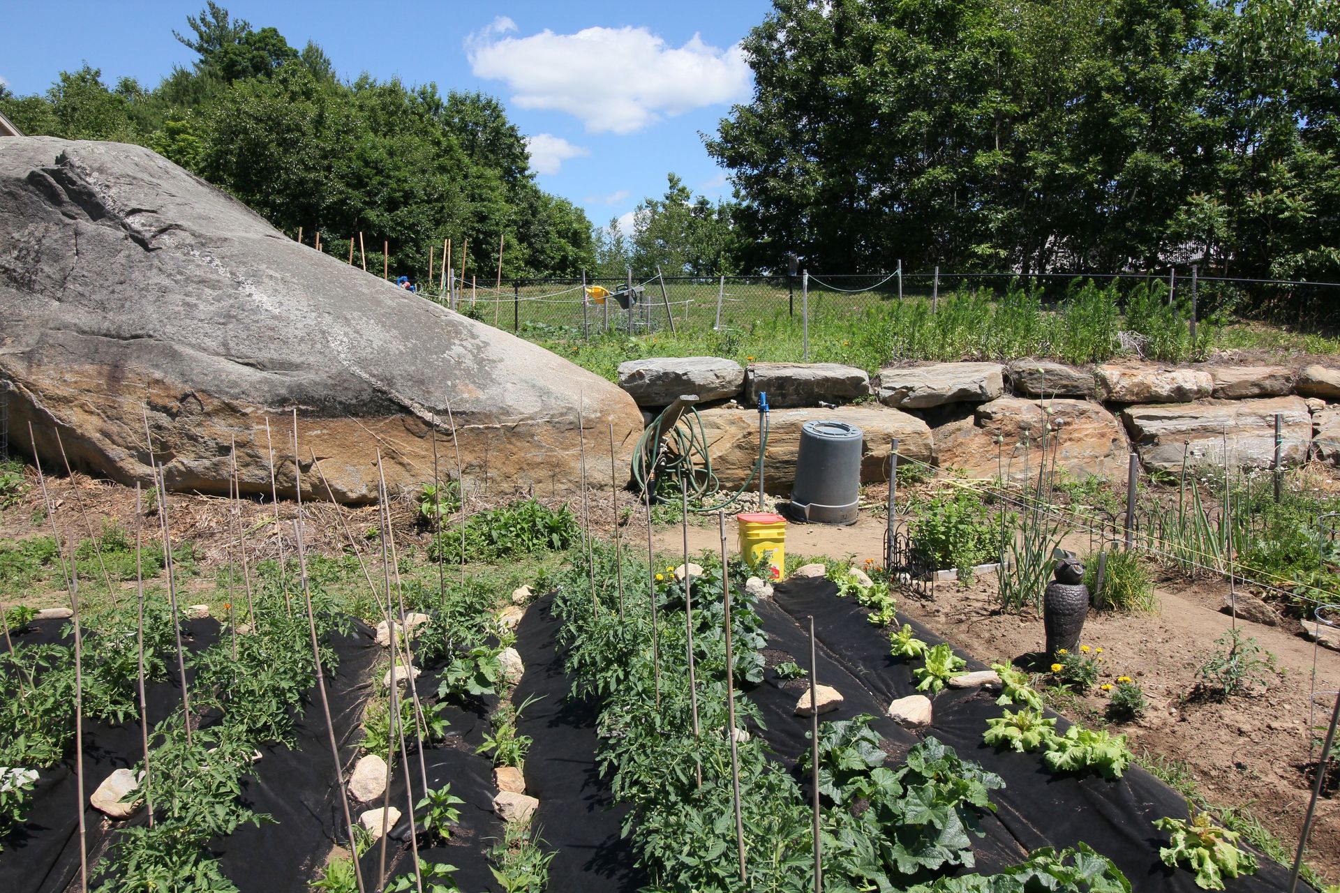 A garden with lots of plants and a large rock in the background
