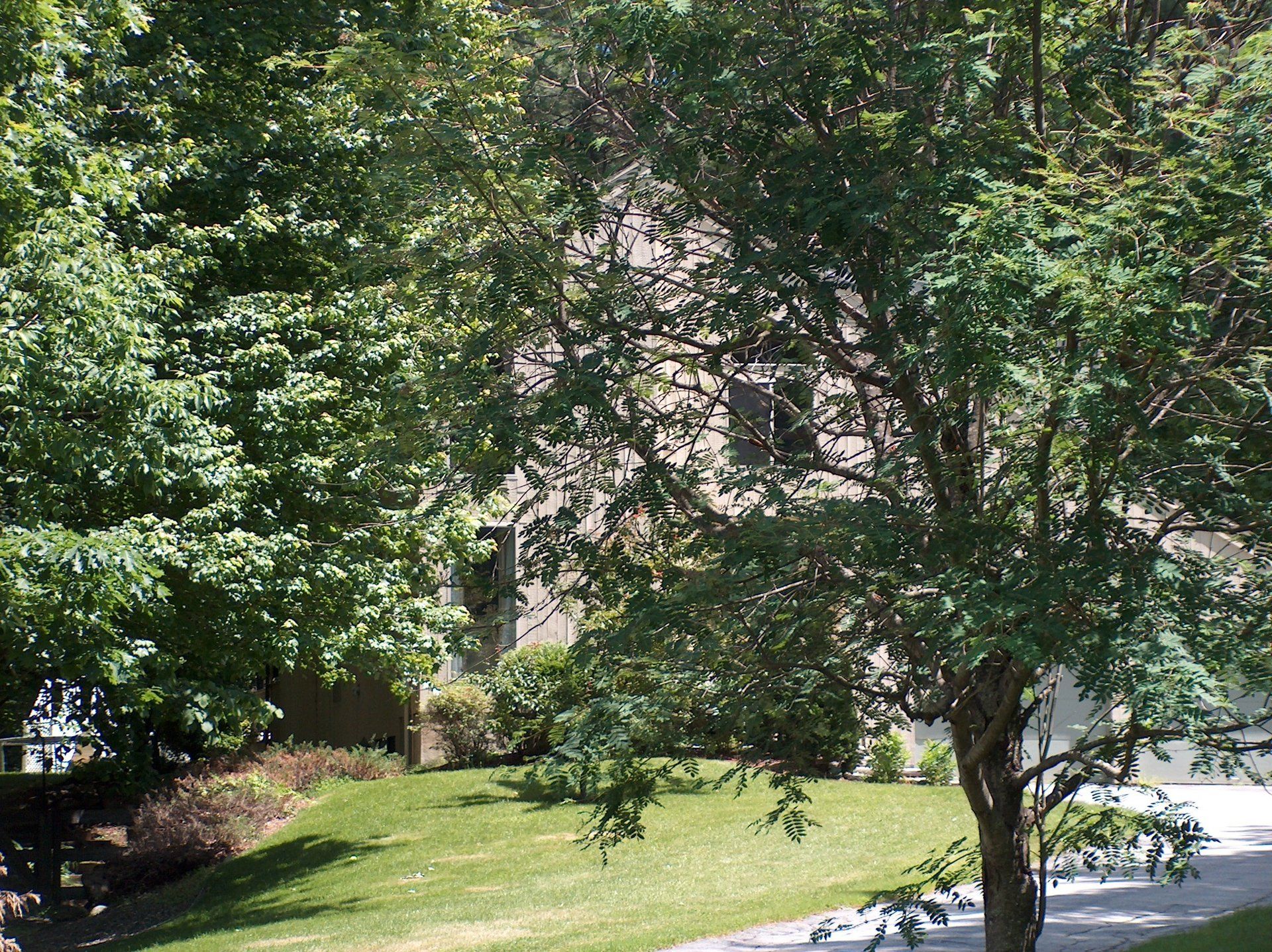 A lush green park with trees and grass and a house in the background