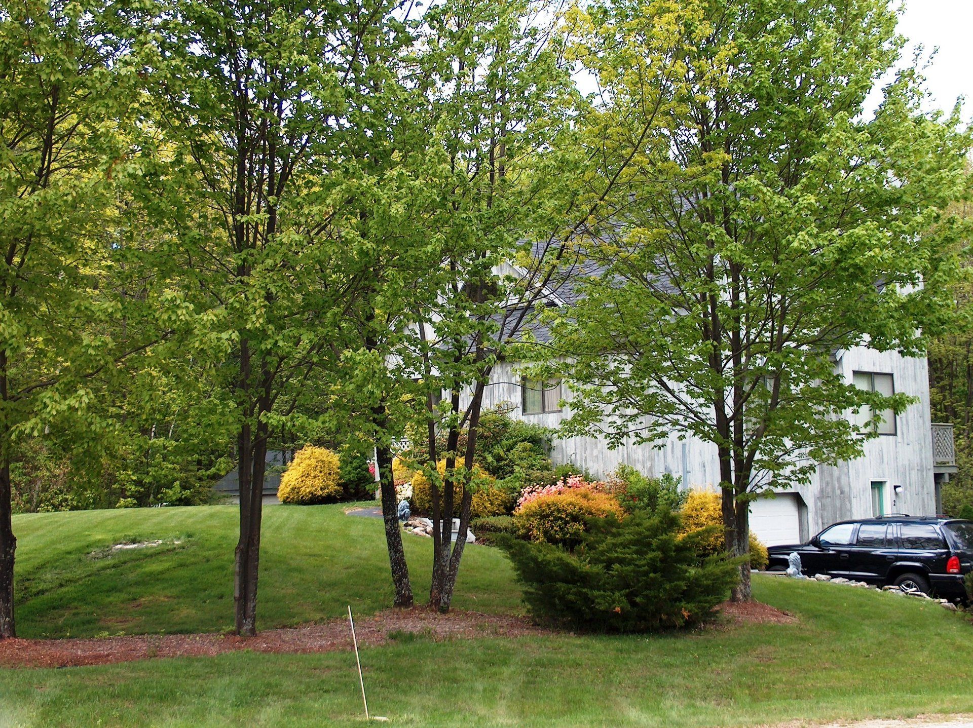 A house with a lot of trees in front of it
