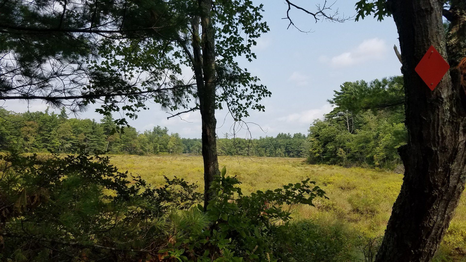 A tree with a red square on it is in the middle of a field.