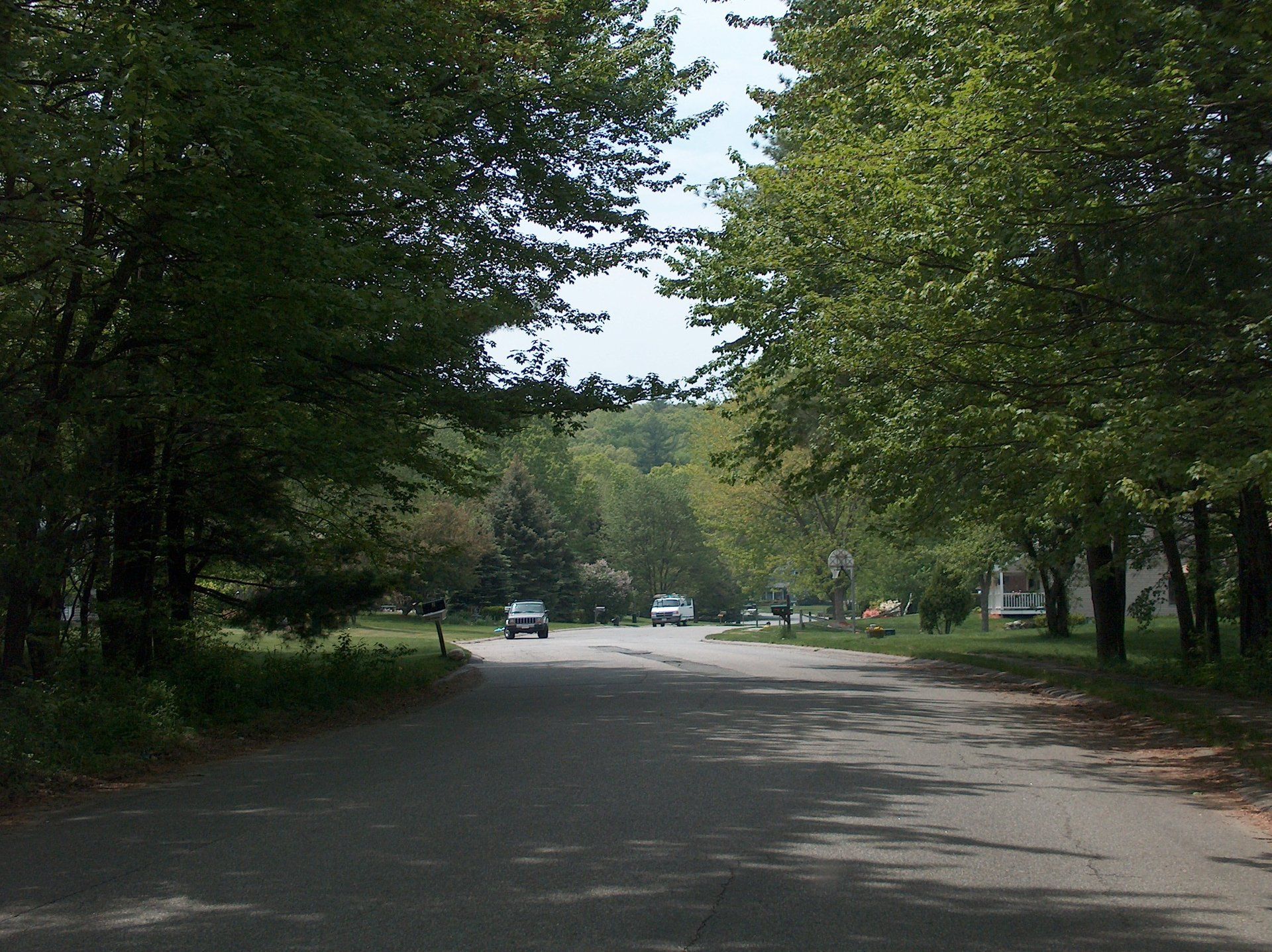 A row of trees along the side of a road