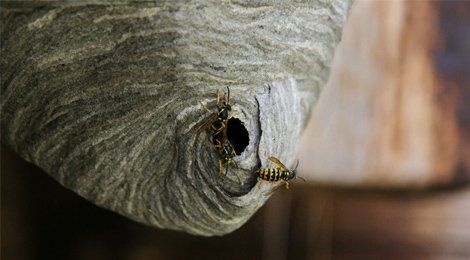 Wasp