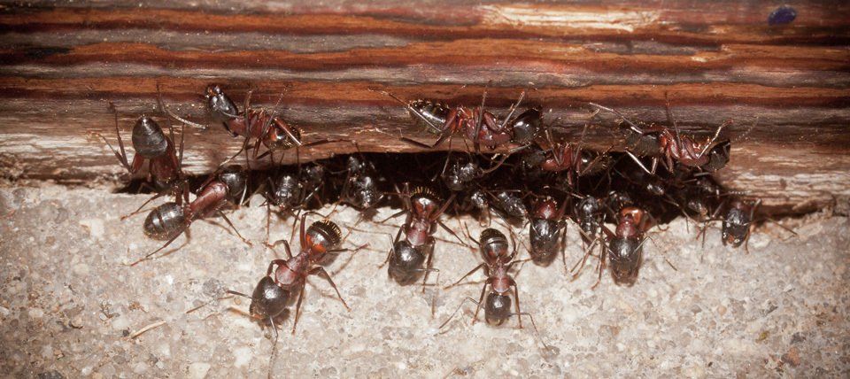 Ants