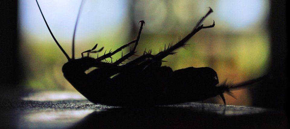 Dead cockroach 