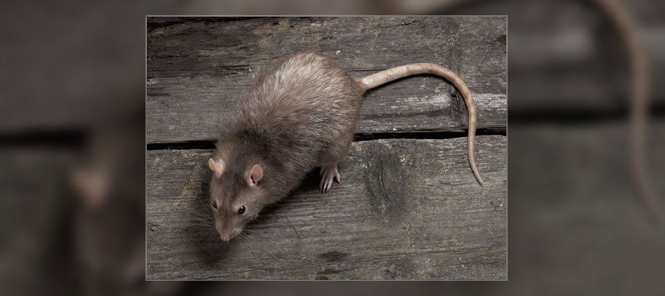 Rat