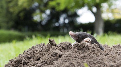 Pest on the ground