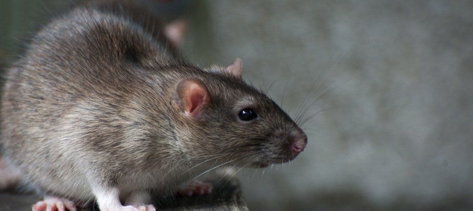Rat