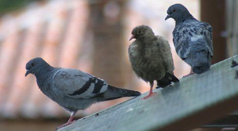 Pigeon