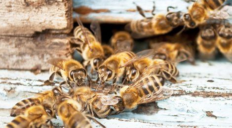 Honey bee