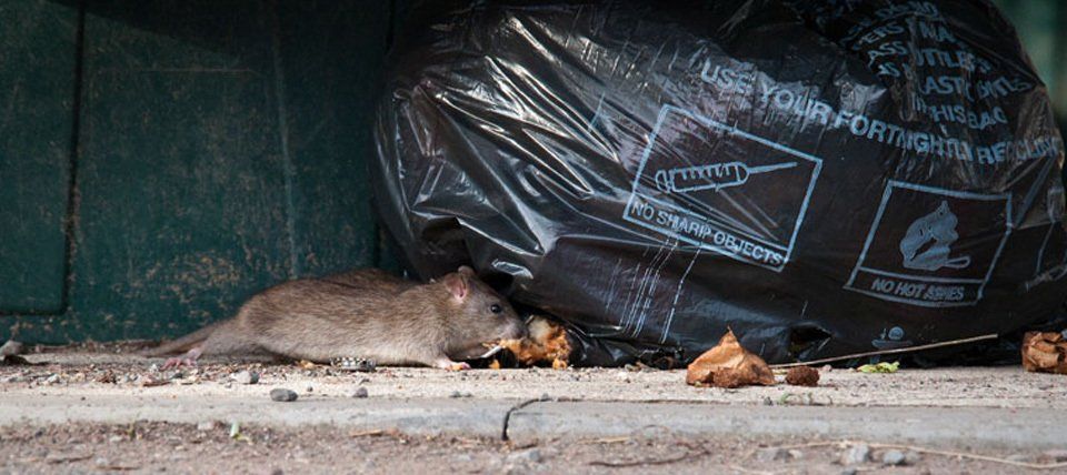 Rat on the road
