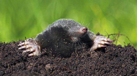 Moles