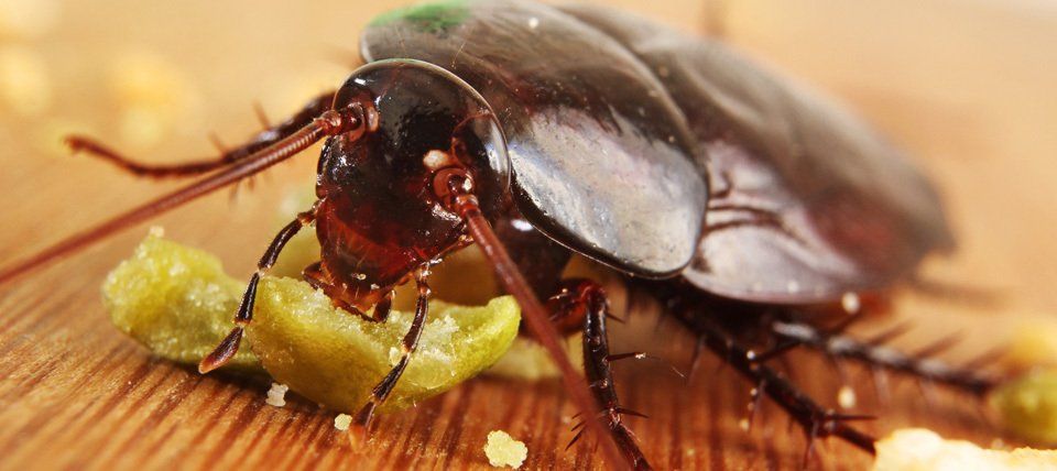 Cockroach