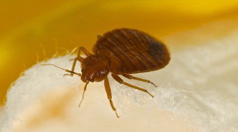 Bed bug
