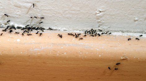 Ants