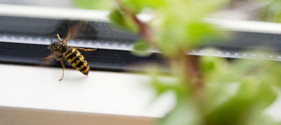 Honey bee