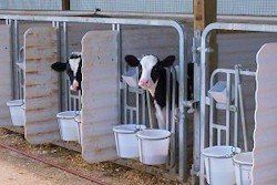 Walk-Le Holsteins - Thomasville, PA Walk-Le Holsteins - Thomasville, PA