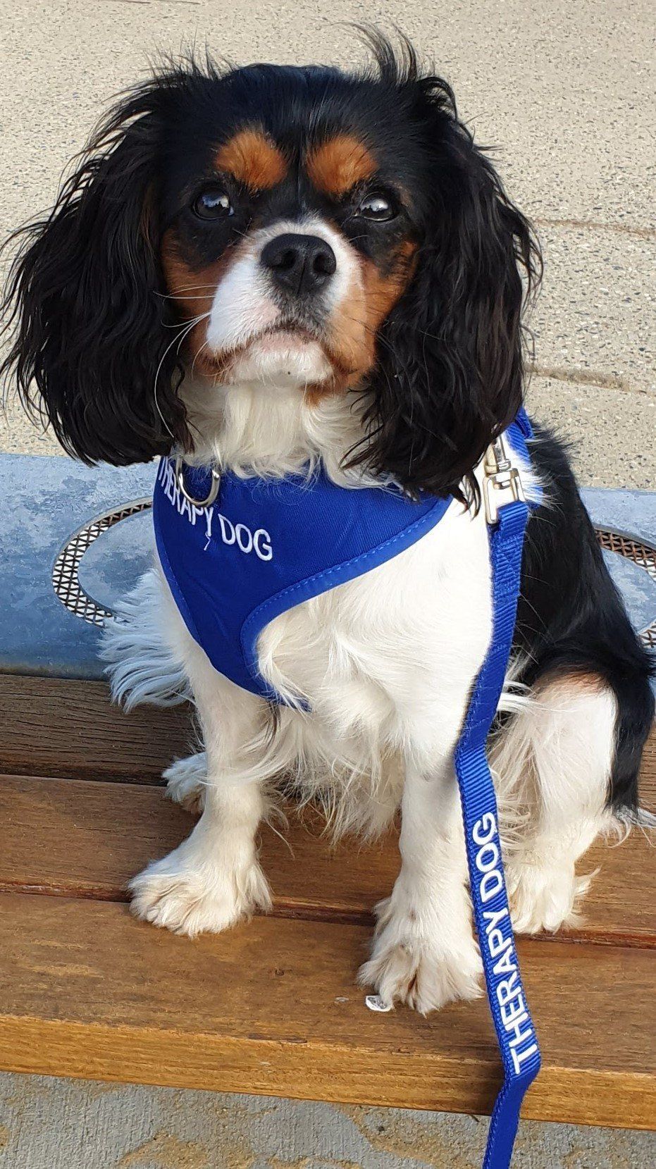 Dash the Therapy Dog Dash the Therapy Dog