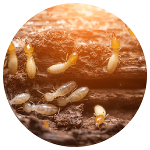 Close up termites or white ants