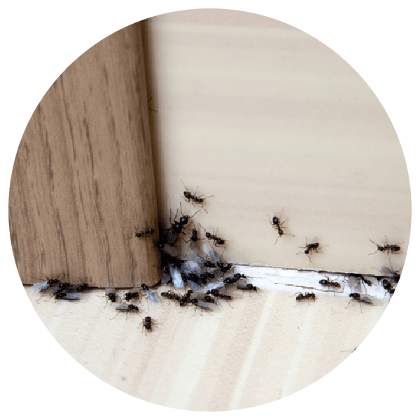 Ants in the house