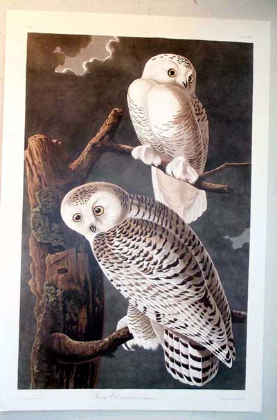 Art — Audobon in Atlanta, GA