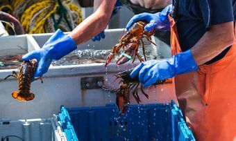 Live Lobsters — Cape Cod, MA — Superior Lobster and Seafood Live Lobsters — Cape Cod, MA — Superior Lobster and Seafood