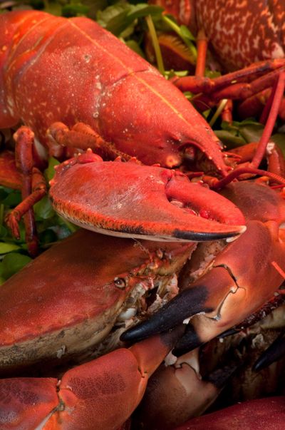 Lobster and Brown Crab — Cape Cod, MA — Superior Lobster and Seafood Lobster and Brown Crab — Cape Cod, MA — Superior Lobster and Seafood