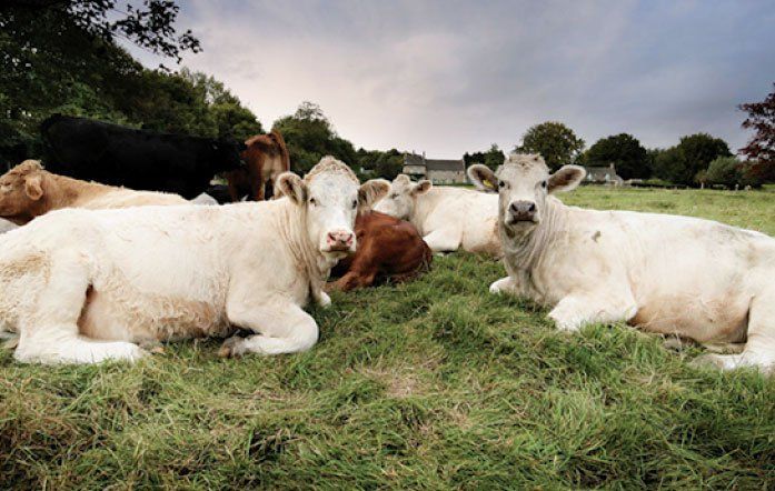 Cattle over 30 months