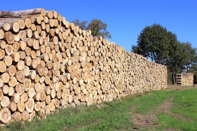 A large pile of logs stacked on top of each other in a field.