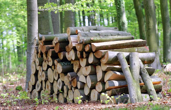 A pile of logs in the middle of a forest.