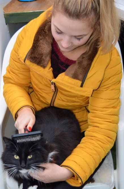 animal health care