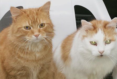 2 cats