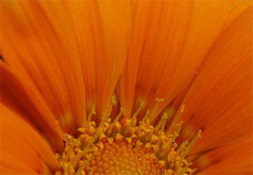 The Living Building Challenge Near Seattle and Bellevue, Washington (WA) Includes Seven Performance Categories or Petals