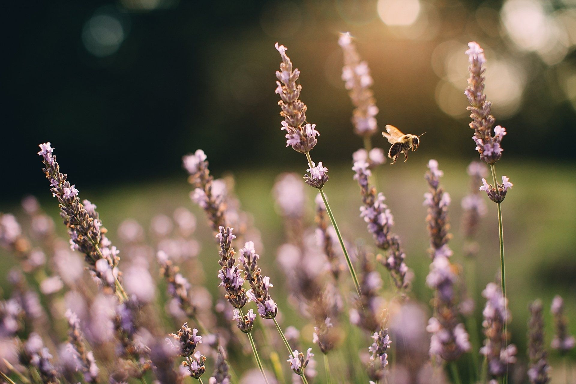 Lavender plants with purple flowers, a golden butterfly, and a blurry green background.