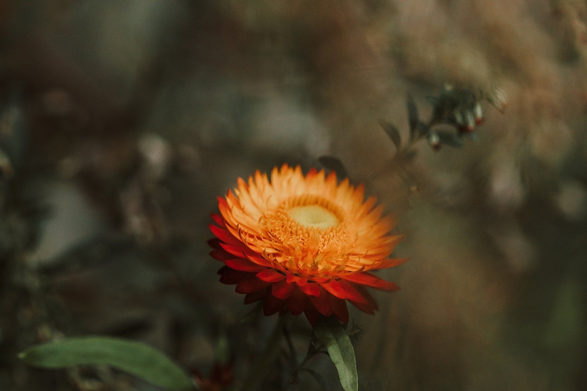Orange and yellow flower in bloom, surrounded by blurred greenery.