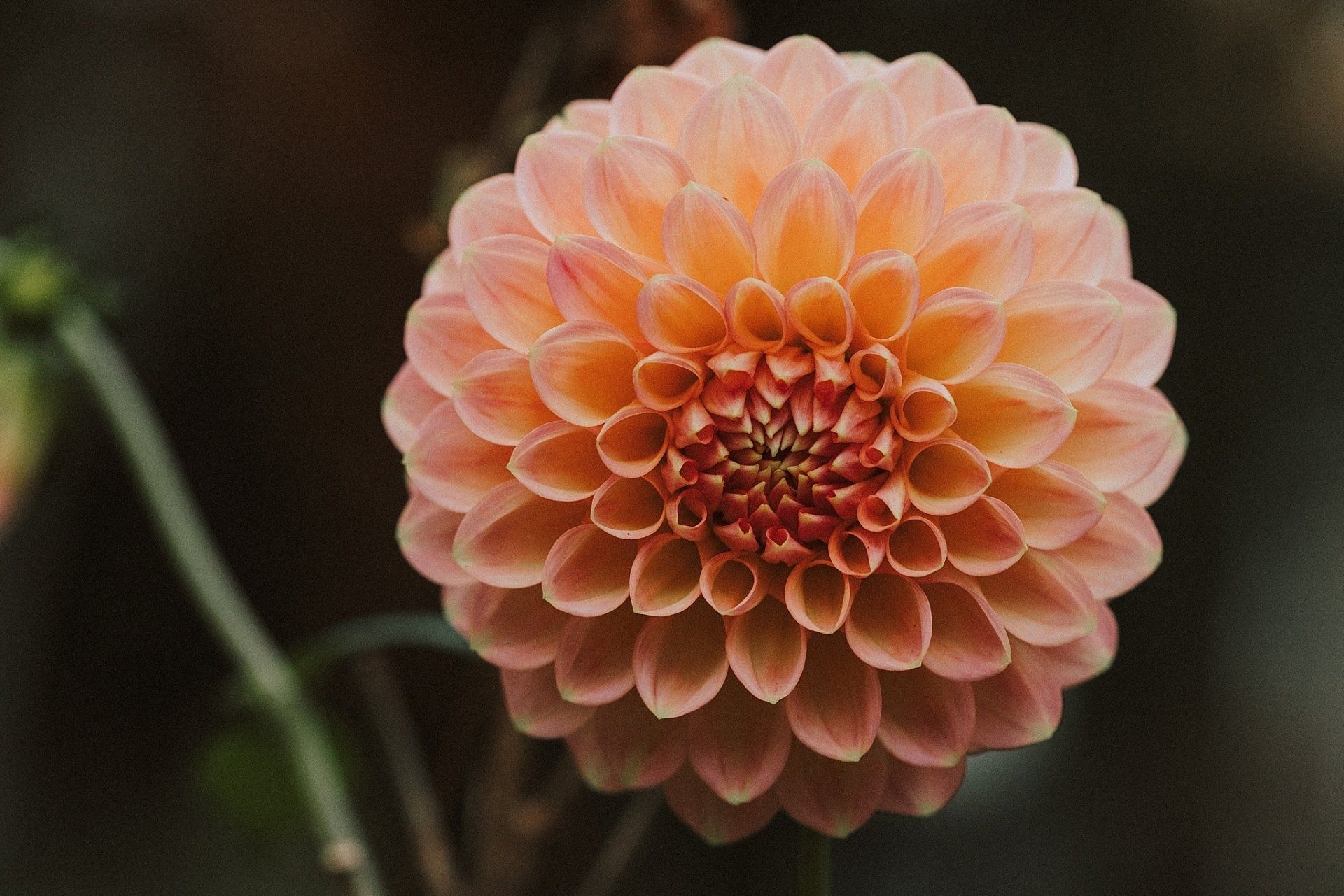 Peach-colored dahlia flower in full bloom, petals arranged in a perfect sphere, with a dark background.