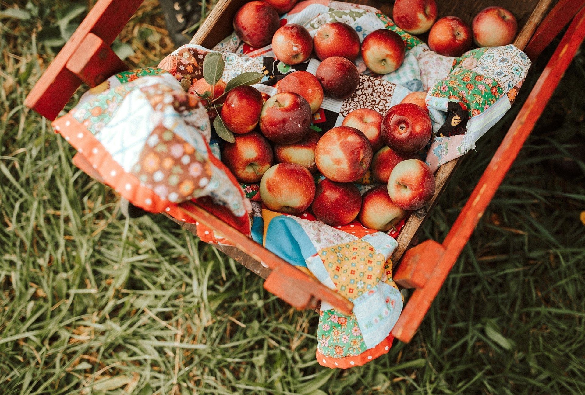 Apples in a red wooden crate on grass, resting on a colorful patchwork quilt.