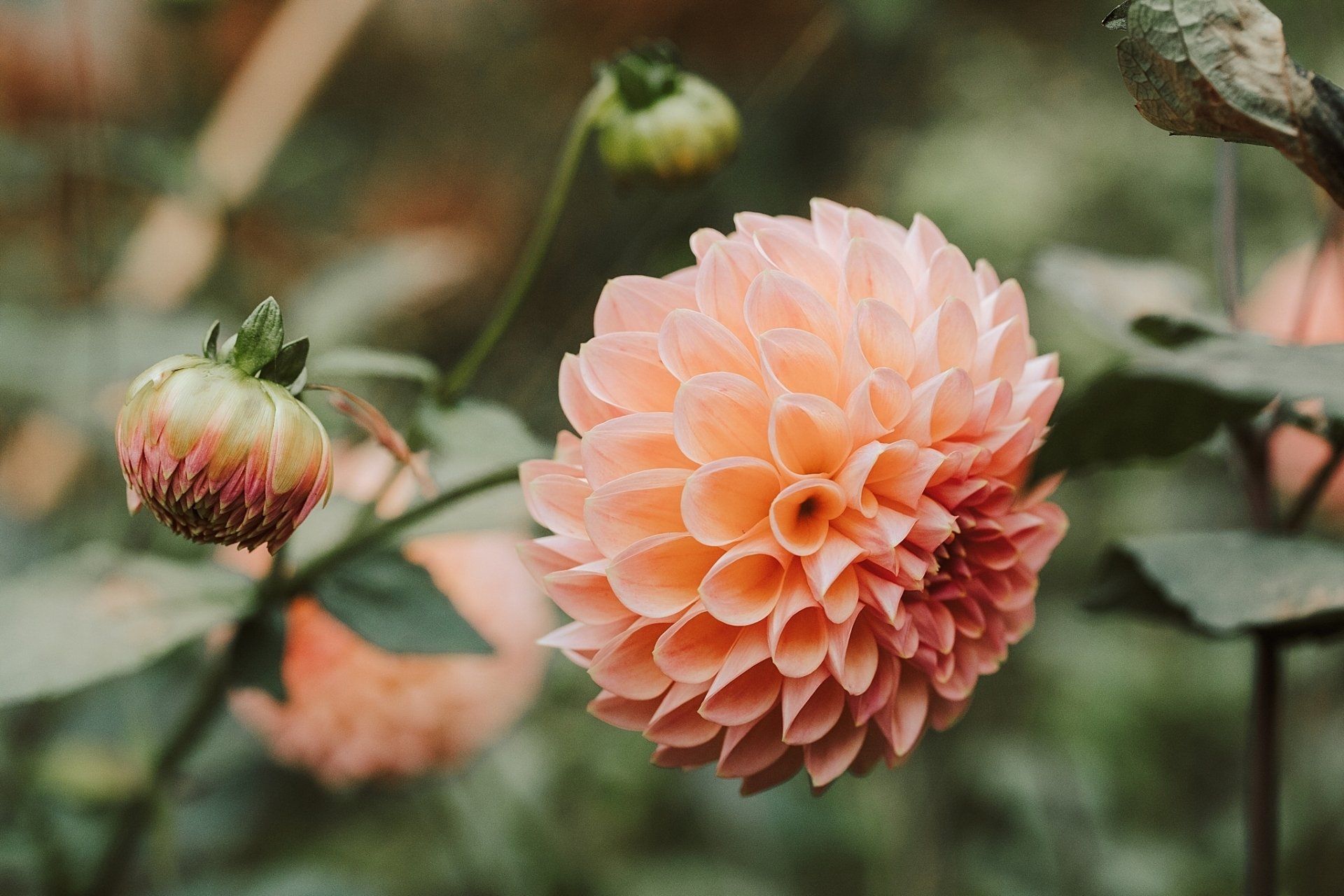 Peach-colored dahlia flower in full bloom, with a bud and green foliage in soft focus background.