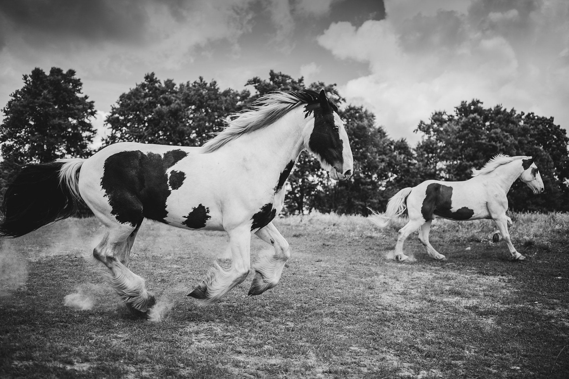 Two spotted horses galloping in a field, trees in the background, black and white photo.